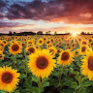 Meet your Posher, Alanea